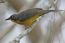 Fan-tailed Warbler