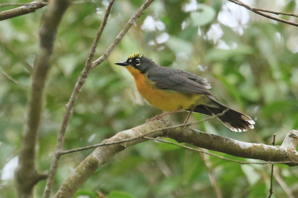 Fan-tailed Warbleradult