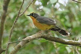 Fan-tailed Warbler