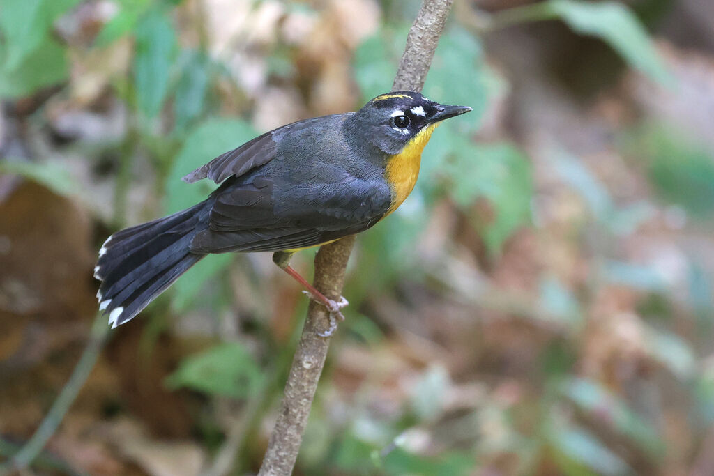 Paruline des rochersadulte