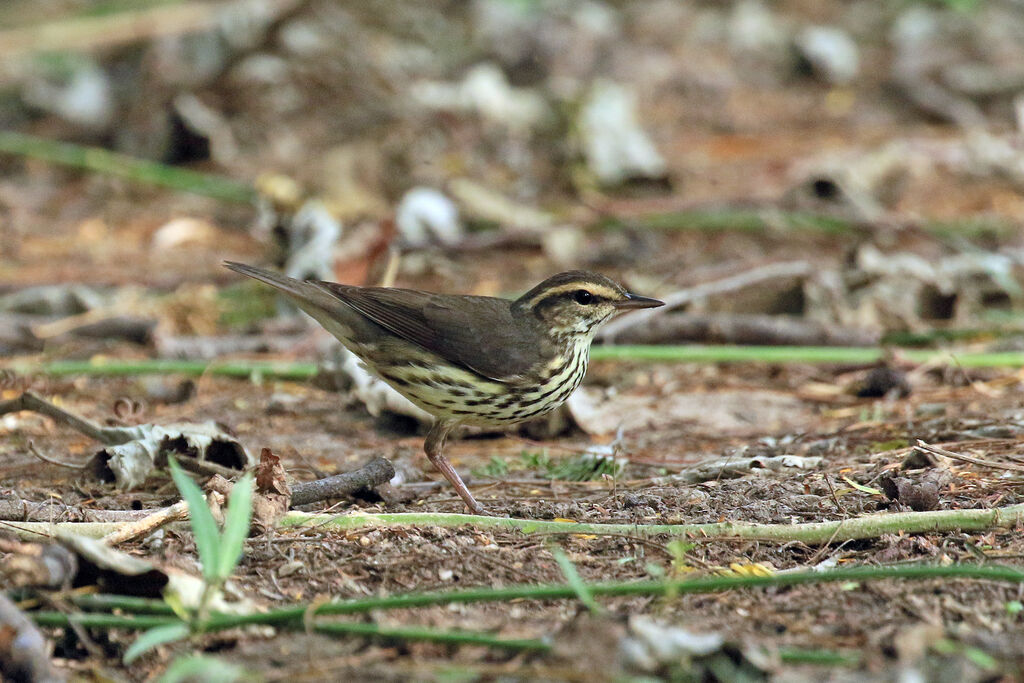 Northern Waterthrush