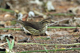 Northern Waterthrush