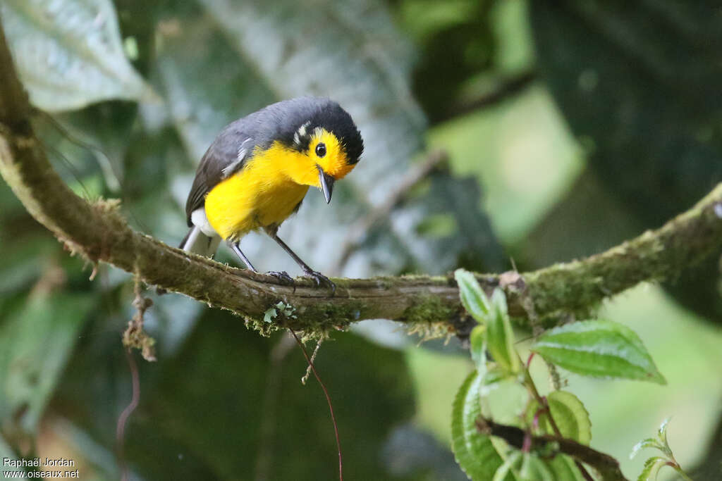 Golden-fronted Whitestartadult, habitat, pigmentation