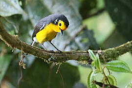 Golden-fronted Whitestart