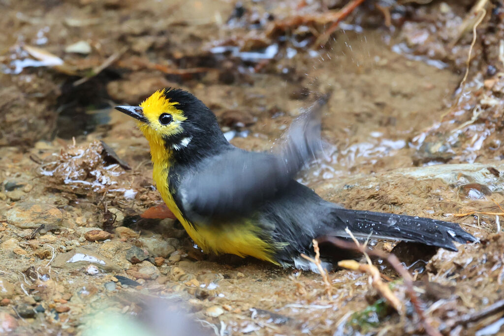 Golden-fronted Whitestart