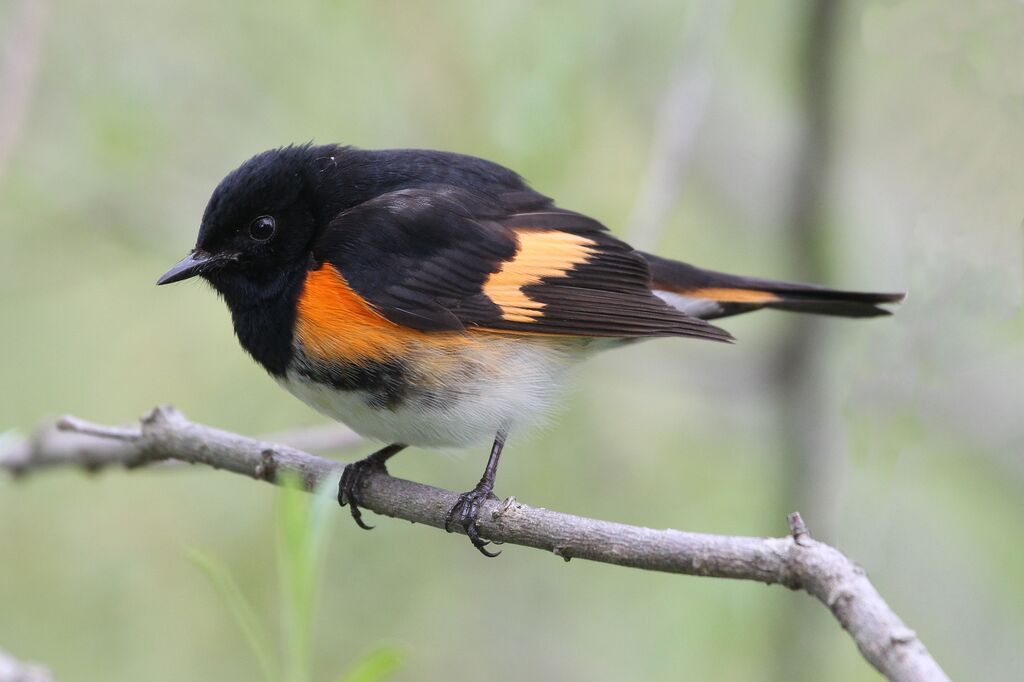 American Redstart male adult breeding