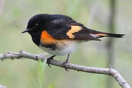 American Redstart