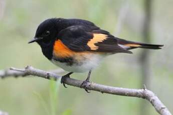 Paruline flamboyante