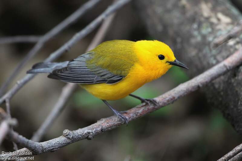 Prothonotary Warbler male adult breeding, identification
