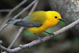 Prothonotary Warbler