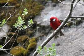 Red Warbler