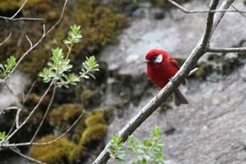 Paruline rouge