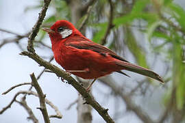 Red Warbler