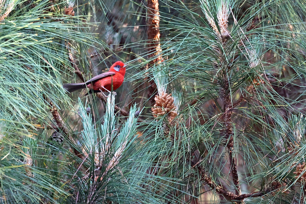 Red Warbler