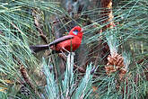 Paruline rouge