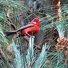 Paruline rouge