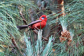 Red Warbler