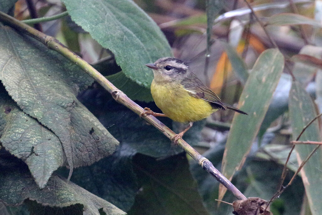 Paruline trifasciéeadulte