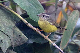 Three-banded Warbler