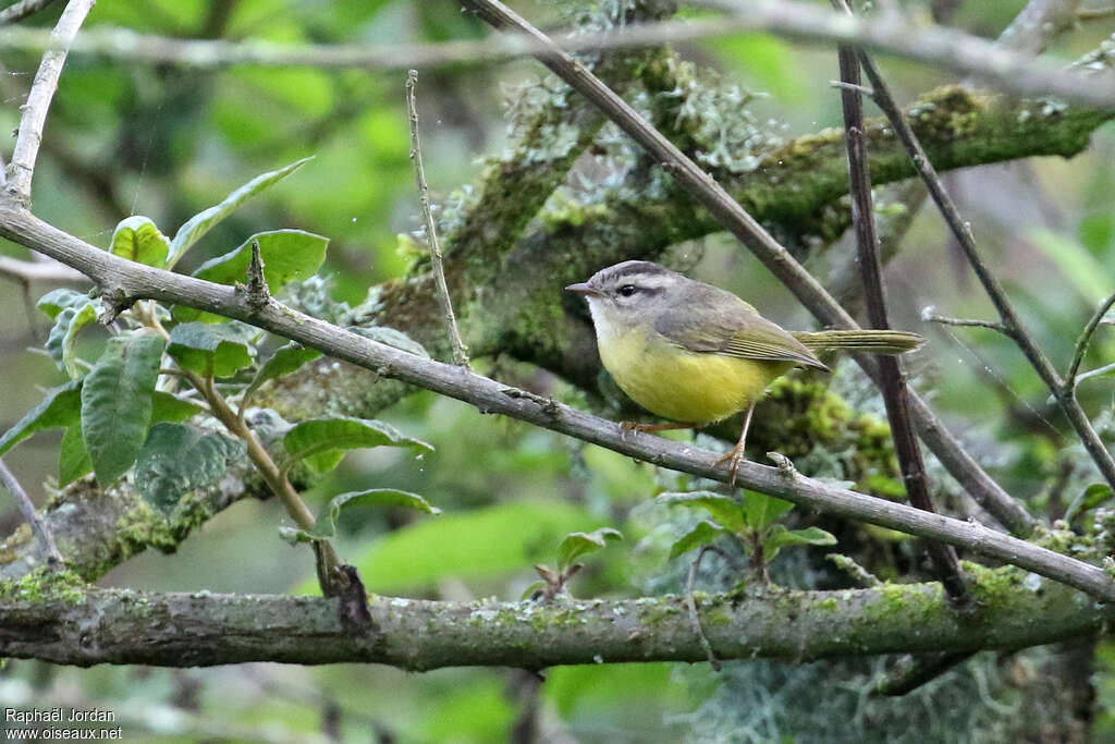 Three-banded Warbleradult, identification