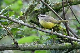 Three-banded Warbler