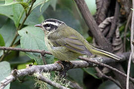 Three-striped Warbler