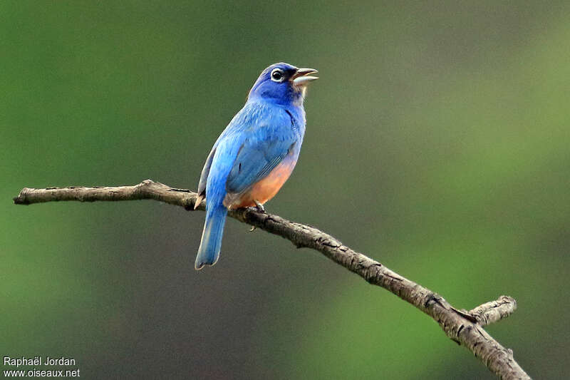 Rose-bellied Bunting male adult, song