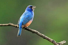 Rose-bellied Bunting