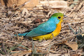 Orange-breasted Bunting