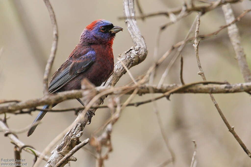 Passerin varié mâle adulte, identification