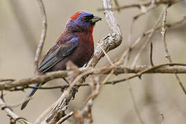 Varied Bunting