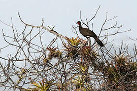 White-winged Guan