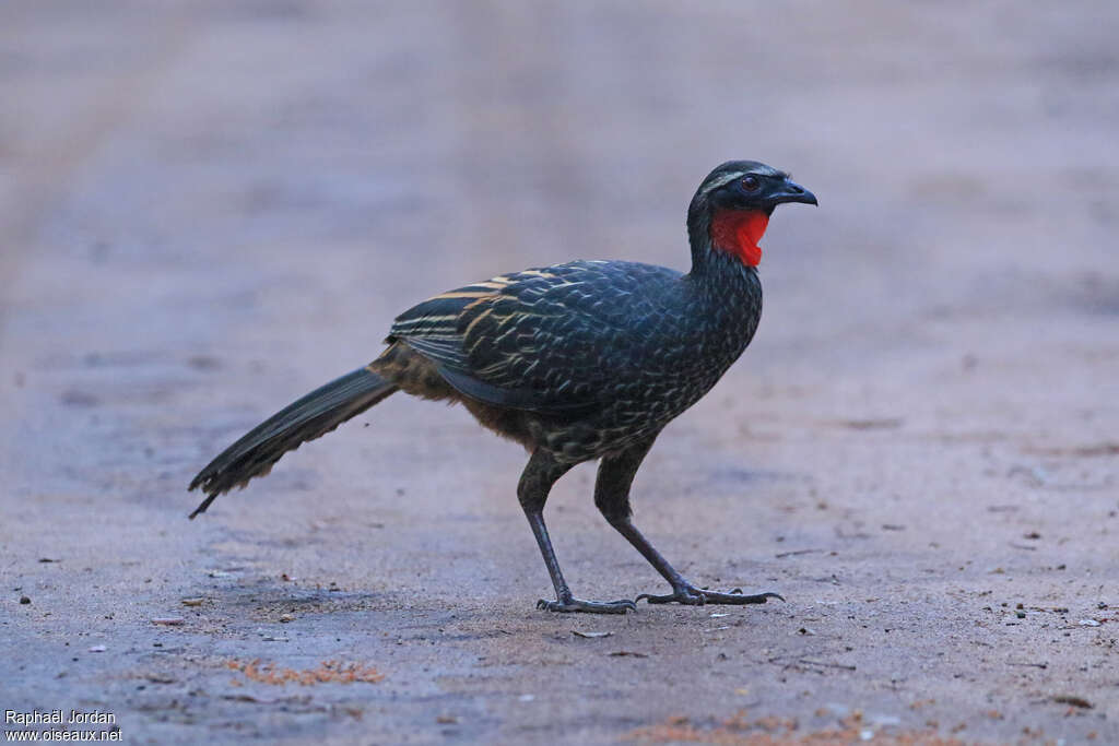 White-browed Guanadult, identification