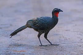 White-browed Guan