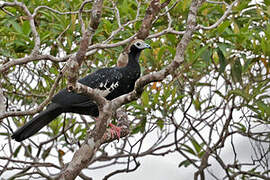 Blue-throated Piping Guan