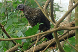 Band-tailed Guan