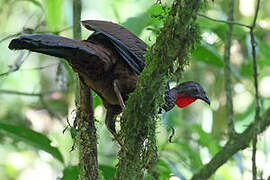 Cauca Guan