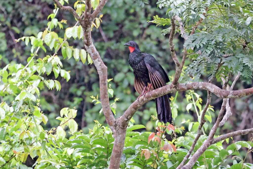 Spix's Guanadult