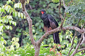 Spix's Guan