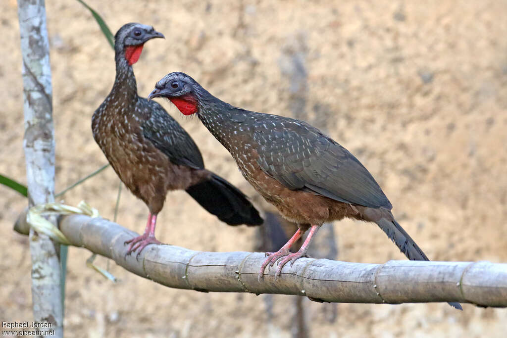 Andean Guanadult, identification