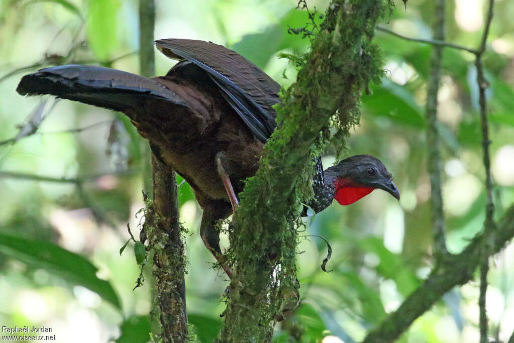 Pénélope du Cauca adulte, habitat, comportement