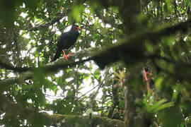 Highland Guan