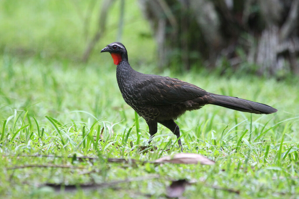 Rusty-margined Guan