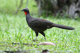 Rusty-margined Guan