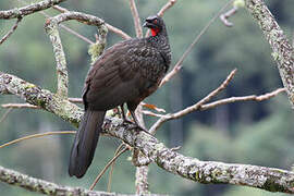 Dusky-legged Guan