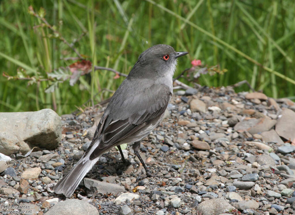 Fire-eyed Diuconadult