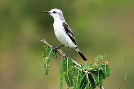 White-rumped Monjita