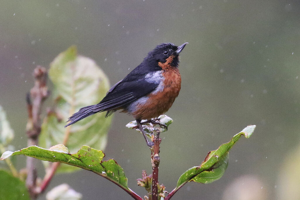 Black-throated Flowerpierceradult