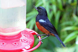 Chestnut-bellied Flowerpiercer