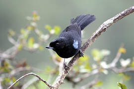 Glossy Flowerpiercer